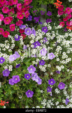 Millionbells (Callibrachoa, Callibrachoa-Hybride, Petunia-Hybride Petunia,), dolce Alyssum Foto Stock