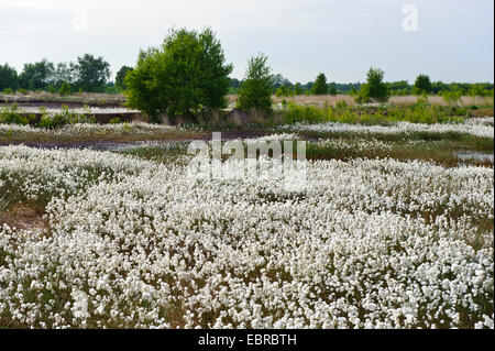 Comune di cotone-erba, stretti e lasciava in cotone-erba (Eriophorum angustifolium), prato con erba di cotone nel fango Goldenstedter Moor, Germania, Bassa Sassonia Foto Stock