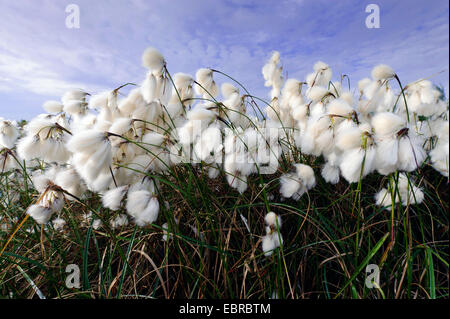 Comune di cotone-erba, stretti e lasciava in cotone-erba (Eriophorum angustifolium), la fruttificazione, Germania, Bassa Sassonia Foto Stock