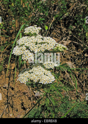 Cremoso yarrow (Achillea nobilis), fioritura, in Germania, in Renania Palatinato Foto Stock