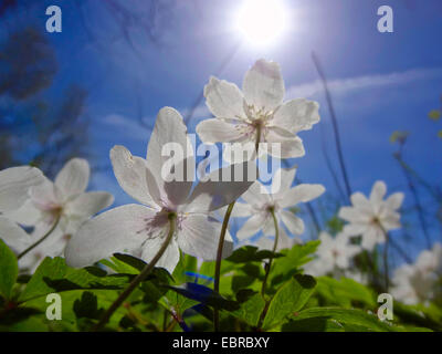 Legno (anemone Anemone nemorosa ,), fiori dal di sotto in controluce, Germania, Sassonia Foto Stock