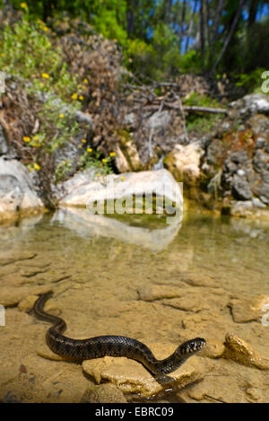 Balkan biscia dal collare (Natrix natrix persa), piscina a terra, Turchia, Lycia, Dalyan, Mugla Foto Stock