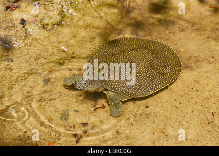 African softshell tartaruga, Nilo softshell turtle (Trionyx triunguis), giovane africana softshell coetanei fuori dall'acqua, Turchia, Lycia, Dalyan, Mugla Foto Stock