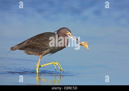 Piccolo airone cenerino (Egretta caerulea), guadare in acque poco profonde con un pesce nel becco, STATI UNITI D'AMERICA, Florida, Fort Myers Foto Stock