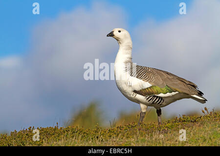 Magellan goose (Chloephaga picta), gander in un prato, Antartide Foto Stock