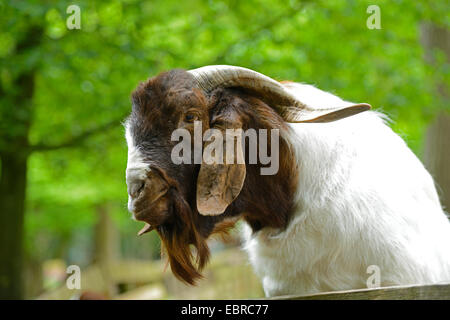 Boer (Capra hircus, Capra aegagrus f. hircus), ritratto Foto Stock