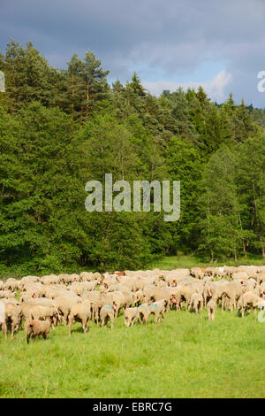 Gli animali domestici delle specie ovina (Ovis ammon f. aries), allevamento di pecore al pascolo in un prato a margine della foresta, in Germania, in Baviera Foto Stock