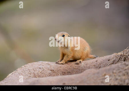 Nero-tailed cane della prateria, pianure prairie dog (Cynomys ludovicianus), youngster Foto Stock