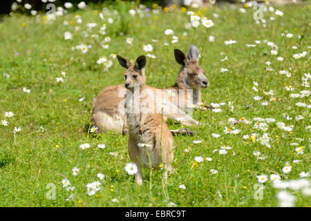 Grigio occidentale Canguro (Macropus fuliginosus), femmina con joey in un prato fiorito, Germania Foto Stock