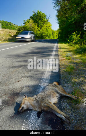 Golden jackal (Canis aureus), eseguito su golden jackal sul ciglio della strada, Bulgaria, Biosphaerenreservat Ropotamo Foto Stock