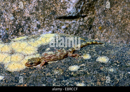 Foglia europeo-toed gecko (Phyllodactylus europaeus), in pietra, Francia, Corsica Foto Stock