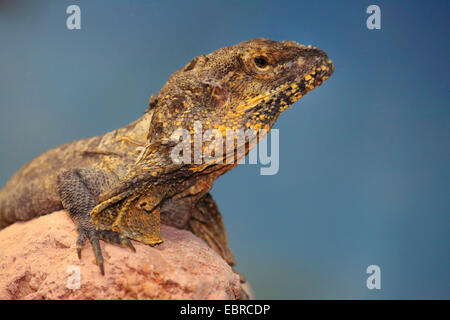 Frilled lizard, Australian frilled lizard, balza di colli di lucertola, King's Lizard (Chlamydosaurus kingi, Chlamydosaurus kingii), ritratto Foto Stock