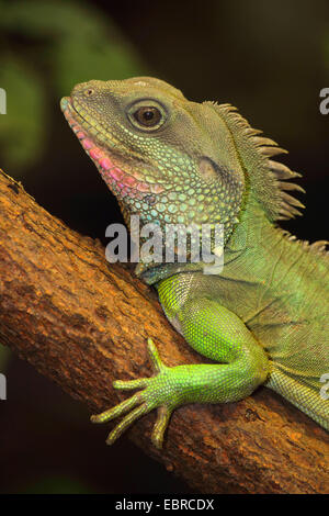 Acqua Dragon, verde acqua, Drago Cinese drago di acqua, acqua Thai Dragon, acqua Asian Dragon (Physignathus cocincinus, Physignathus concincinus), ritratto Foto Stock