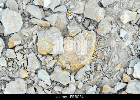 Ammonita fossile in roccia calcarea Foto Stock