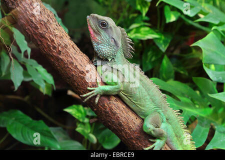 Acqua Dragon, verde acqua, Drago Cinese drago di acqua, acqua Thai Dragon, acqua Asian Dragon (Physignathus cocincinus, Physignathus concincinus), su un ramo Foto Stock