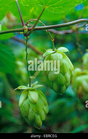 Luppolo (Humulus lupulus), infructescences, Svizzera Vallese Foto Stock