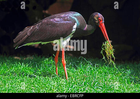 Cicogna Nera (Ciconia nigra), stando in piedi in un prato e mangiare erba, Germania Foto Stock