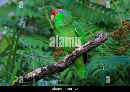 Verde-cheeked amazon (Amazona viridigenalis), su un ramo Foto Stock