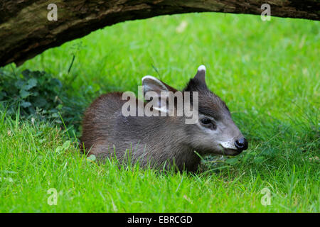 Cervi tufted (Elaphodus cephalophus), giovane animale giacente in un prato in una cava sotto un ramo Foto Stock