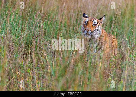 Tigre del Bengala (Panthera tigris tigris), stalking attraverso erba alta, India, Parco Nazionale di Kanha Foto Stock