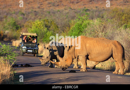 Rinoceronte bianco, quadrato-rhinoceros a labbro, erba rinoceronte (Ceratotherium simum), rinoceronti permanente sulla strada e il traffico di arresto, Sud Africa, nord ovest della provincia, il Parco Nazionale di Pilanesberg Foto Stock