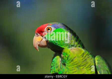 Verde-cheeked amazon (Amazona viridigenalis), ritratto Foto Stock