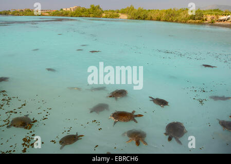 African softshell tartaruga, Nilo softshell turtle (Trionyx triunguis), softshell tartarughe nuotare nella laguna di Dalaman, Turchia, Lycia, Dalaman , Mugla Foto Stock