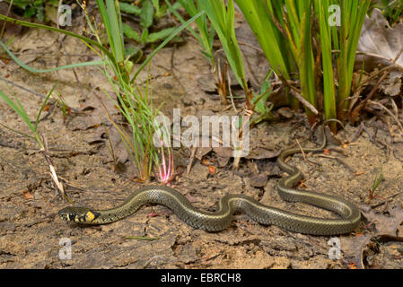 Balkan biscia dal collare (Natrix natrix persa), giovani biscia presso la riva, Turchia, Lycia, Dalyan, Mugla Foto Stock