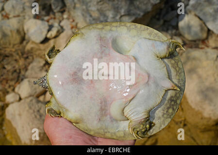 African softshell tartaruga, Nilo softshell turtle (Trionyx triunguis), la parte inferiore di un giovane africano softshell turtle , Turchia, Lycia, Dalyan, Mugla Foto Stock