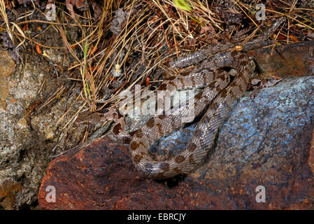 Cat snake, Europeo cat snake (Telescopus fallax), giovani cat snake con colorazione giovanile, Turchia, Lycia, Dalyan, Mugla Foto Stock