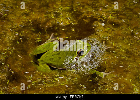 Sardo raganella, Tirreno la raganella (Hyla sarda), facendo in modo che le bolle di aria nell'acqua, Francia, Corsica Foto Stock