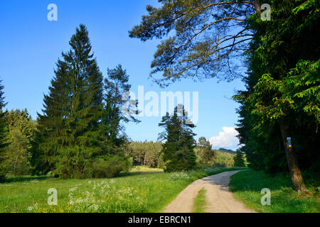 Paesaggio di un po' di strada che conduce attraverso prati e boschi, in Germania, in Baviera, Oberpfalz Foto Stock