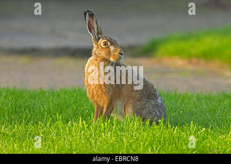 Lepre europea, Marrone lepre (Lepus europaeus), si siede su un prato in giardino, Paesi Bassi, Texel Foto Stock