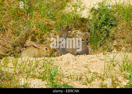 Coniglio europeo (oryctolagus cuniculus), due conigli di fronte al loro scavano, Paesi Bassi, Texel Foto Stock