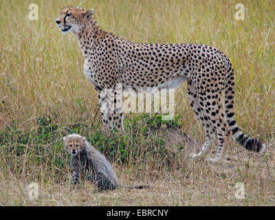 Ghepardo (Acinonyx jubatus), femmina con cucciolo nella savana, Kenia Masai Mara National Park Foto Stock