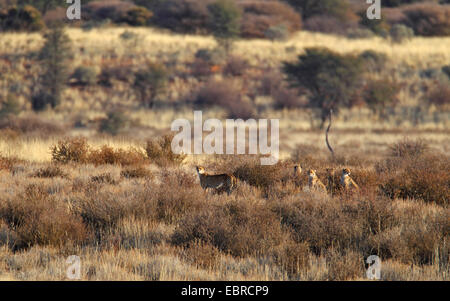 Ghepardo (Acinonyx jubatus), femmina con quattro lupetti, Sud Africa, Kgalagadi transfrontaliera Parco Nazionale Foto Stock