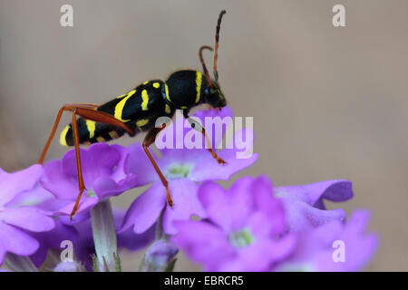 Wasp beetle (Clytus arietis), seduti su fiori di colore rosa, Germania Foto Stock