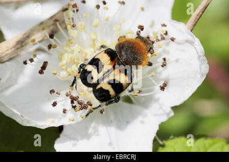 Bee chafer, bee beetle (Trichius fasciatus), seduta su un fiore bianco Foto Stock