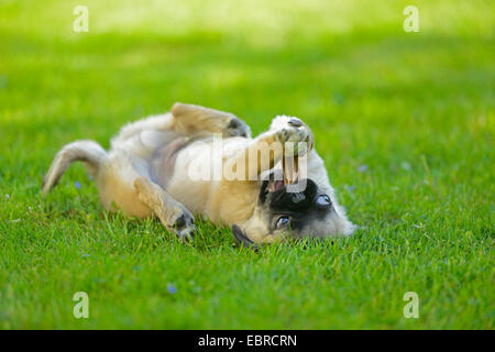 Pug (Canis lupus f. familiaris), cucciolo sdraiato sulla schiena in un prato e masticare un prodotto da masticare per cani osso, Germania Foto Stock