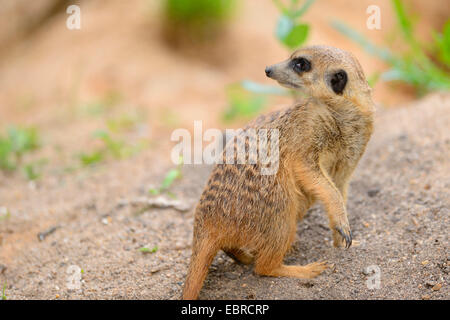 Suricate, sottile-tailed meerkat (Suricata suricatta), in piedi su un cumulo e guardando indietro Foto Stock