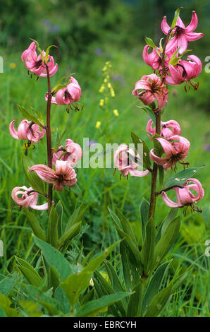 Martagon giglio, viola turk cappuccio del giglio (Lilium martagon), fioritura, Italia, Alto Adige, Dolomiti Foto Stock