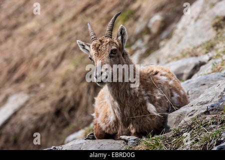 Stambecco delle Alpi (Capra ibex, Capra ibex ibex), femmina si appoggia ad una pendenza, inverno pelliccia, Svizzera, Toggenburgo, Chaeserrugg Foto Stock