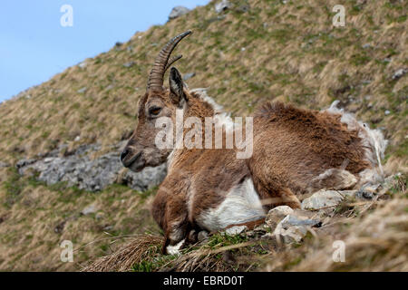 Stambecco delle Alpi (Capra ibex, Capra ibex ibex), femmina si appoggia ad una pendenza guardando verso il fondo valle, cambiamento di pelliccia, Svizzera, Toggenburgo, Chaeserrugg Foto Stock