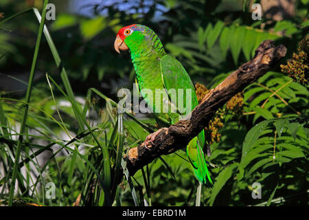 Verde-cheeked amazon (Amazona viridigenalis), si siede su un ramo Foto Stock