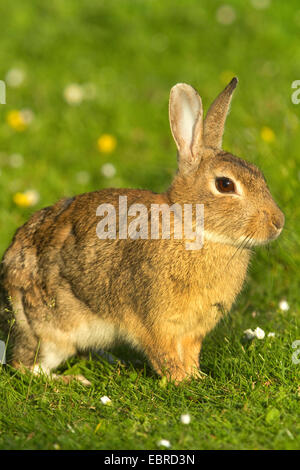 Coniglio europeo (oryctolagus cuniculus), seduti in un prato nella luce della sera, Germania, Bassa Sassonia, Norderney Foto Stock