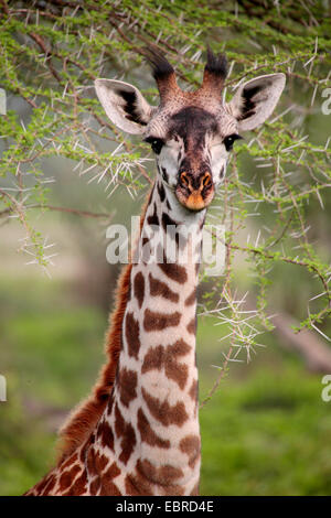 Masai giraffe (Giraffa camelopardalis tippelskirchi), ritratto, Tanzania Serengeti National Park Foto Stock