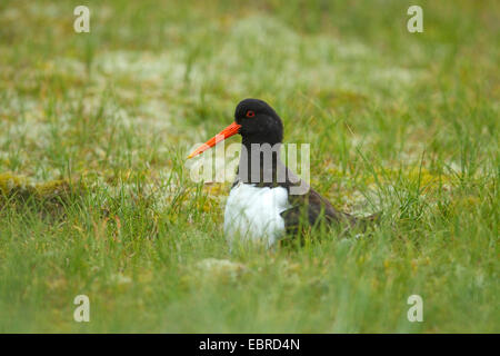 Paleartica (oystercatcher Haematopus ostralegus), allevamento sulle uova nelle dune, Germania, Bassa Sassonia, Norderney Foto Stock