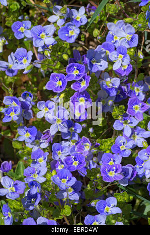 Snello speedwell (Veronica filiformis), fioritura, in Germania, in Baviera, Alta Baviera, Baviera superiore Foto Stock