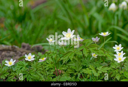 Legno (anemone Anemone nemorosa ,), fioritura, in Germania, in Baviera Foto Stock