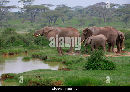 Elefante africano (Loxodonta africana), gruppo bevendo al waterhole, Tanzania Serengeti National Park Foto Stock